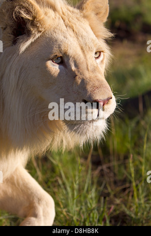 Männliche weiße Löwe zu Fuß in Richtung der Kameras. Südafrika Stockfoto