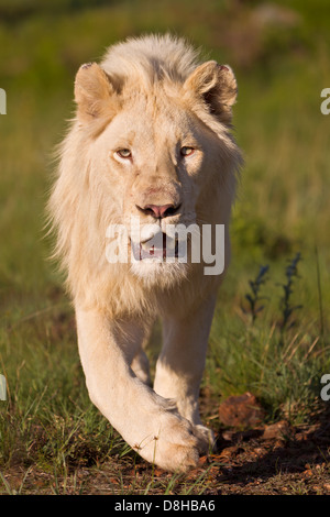 Männliche weiße Löwe zu Fuß in Richtung der Kameras. Südafrika Stockfoto