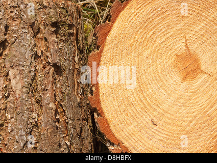 Jahresringe auf schneiden frisch Kiefer mit Rinde Grenze gut als Hintergrund für die Holzindustrie Stockfoto