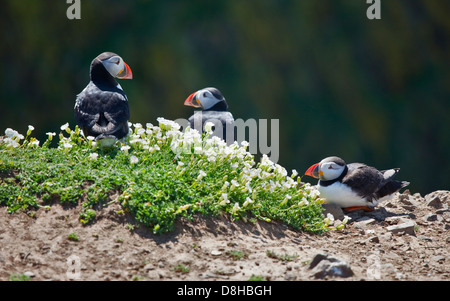 Atlantic Puffins(fratercula arctica), Skomer Island, Wales Stockfoto