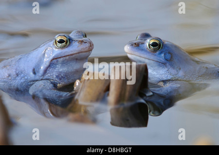 Moor Frösche, Männchen bei der Paarung Saison, Rana Arvalis, Niedersachsen, Deutschland Stockfoto