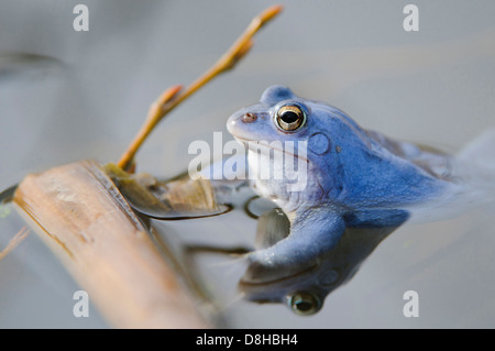 Moor-Frosch, Männchen bei der Paarung Saison, Rana Arvalis, Niedersachsen, Deutschland Stockfoto