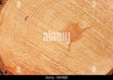 Jahresringe auf schneiden frisch Tanne Baum gut als Hintergrund für die Holzindustrie Stockfoto