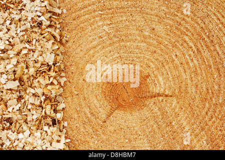 Jahresringe auf frisch geschnittenem Tanne mit Säge Staub Grenze guten Hintergrund für die Holzindustrie Stockfoto