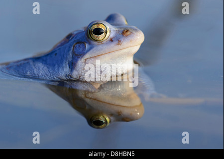 Moor-Frosch, Männchen bei der Paarung Saison, Rana Arvalis, Niedersachsen, Deutschland Stockfoto