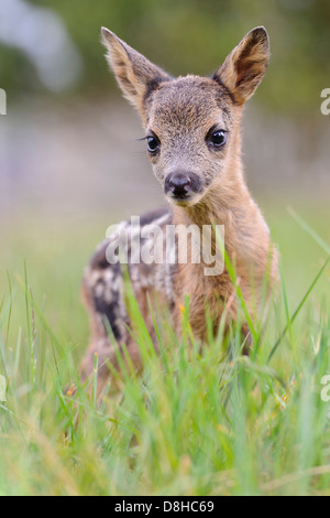 Fawn, Rehe, Capreolus Capreolus, Vechta, Niedersachsen, Deutschland Stockfoto