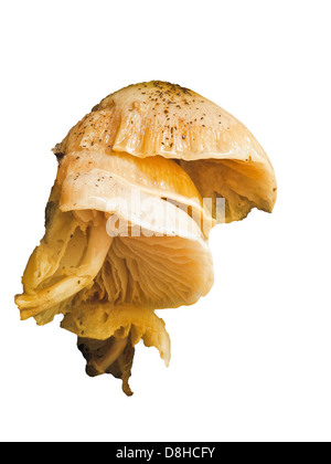 Bolbitius Vitellinus Goldmistpilz Stockfoto