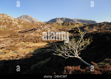 Einsamer Baum auf Heuhaufen im englischen Lake District, mit großen Giebel und Kirk verliebte sich in den Hintergrund Stockfoto