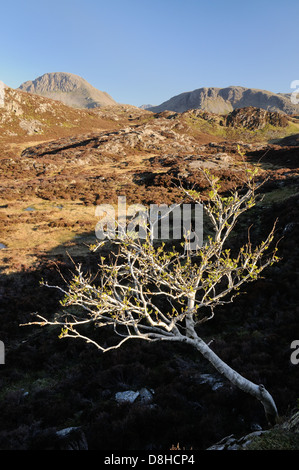 Einsamer Baum auf Heuhaufen im englischen Lake District, mit großen Giebel und Kirk verliebte sich in den Hintergrund Stockfoto