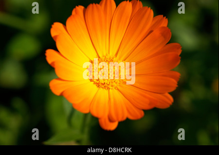 Ringelblume Calendula Officinalis in einen Bio-Garten wächst eine ganzheitliche Kräuterhilfsmittel für Hauterkrankungen Stockfoto