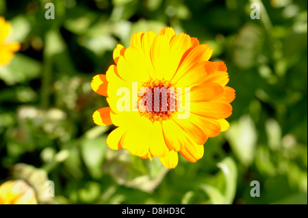 Ringelblume Calendula Officinalis in einen Bio-Garten wächst eine ganzheitliche Kräuterhilfsmittel für Hauterkrankungen Stockfoto