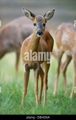 Doe, Rehe, Capreolus Capreolus, Vechta, Niedersachsen, Deutschland Stockfoto