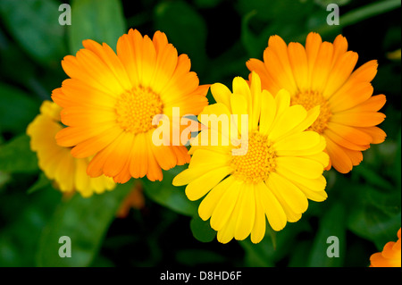 Ringelblume Calendula Officinalis in einen Bio-Garten wächst eine ganzheitliche Kräuterhilfsmittel für Hauterkrankungen Stockfoto