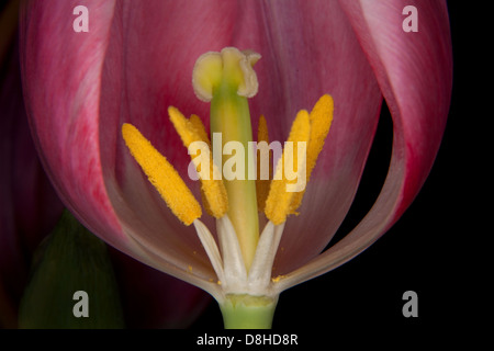 Makro-Detail von rosa Tulpe Antheren und Stigma Stockfoto