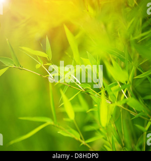 Grüner Bambus Hintergrund, abstrakte florale Kulisse, frische Blätter im Frühling Garten, Frühling Saisonalität Stockfoto