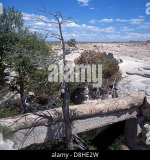 Blick auf die zerklüftete Landschaft, Petrified Forest National Park (Apache & Navajo County), Arizona, USA. Stockfoto