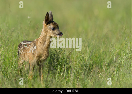 Fawn, Rehe, Capreolus Capreolus, Vechta, Niedersachsen, Deutschland Stockfoto