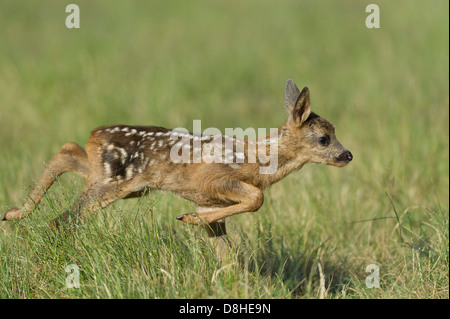 Fawn, Rehe, Capreolus Capreolus, Vechta, Niedersachsen, Deutschland Stockfoto