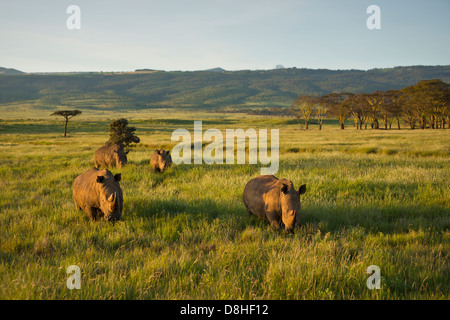 Breitmaulnashorn (Ceratotherium Simum). Kenia Stockfoto