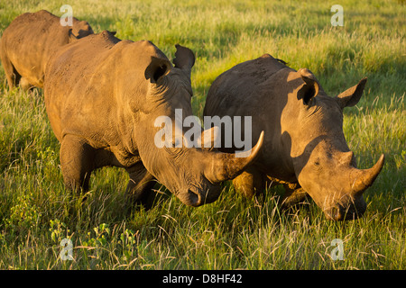 Zwei weißer Rhinoceros (Ceratotherium Simum). Kenia Stockfoto