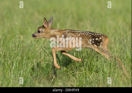 Fawn, Rehe, Capreolus Capreolus, Vechta, Niedersachsen, Deutschland Stockfoto