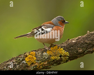 Männlichen Buchfinken thront auf Zweig Stockfoto