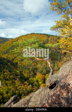 Blick von der Ilsesteins / Ilsestone in der Nähe von Ilsenburg im Ilse Tal, Harz Mountains, Thale, Sachsen-Anhalt, Deutschland Stockfoto