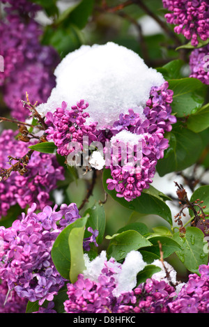 Frühling Schnee auf lila Blüten, Wallowa Valley, Oregon. Stockfoto