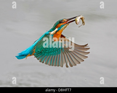 Männlicher Eisvogel im Flug mit Fisch Stockfoto