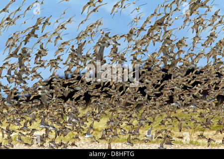 Herde von roten Knoten (Calidris Canutus) im Flug entlang der Nordseeküste Stockfoto