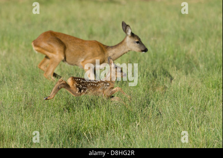 Doe, Rehe, Capreolus Capreolus, Vechta, Niedersachsen, Deutschland Stockfoto