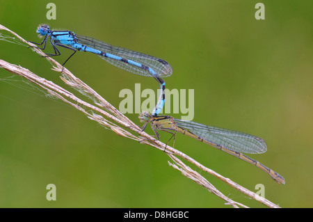 Azure Damselfly, Coenagrion Puella, Goldenstedt, Niedersachsen, Deutschland Stockfoto