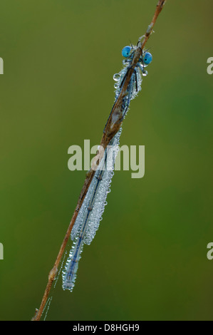 Azure Damselfly, Coenagrion Puella, Goldenstedt, Niedersachsen, Deutschland Stockfoto