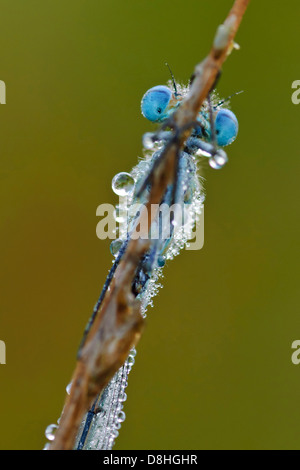 Azure Damselfly, Coenagrion Puella, Goldenstedt, Niedersachsen, Deutschland Stockfoto