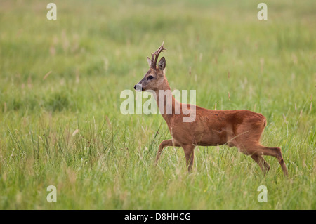 Rehbock, Rehe, Capreolus Capreolus, Vechta, Niedersachsen, Deutschland Stockfoto