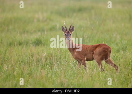 Rehbock, Rehe, Capreolus Capreolus, Vechta, Niedersachsen, Deutschland Stockfoto