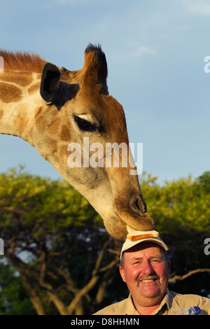 Giraffe Essen Mannes head.model veröffentlicht. Stockfoto