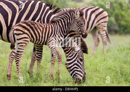 Burchell Zebra. Mutter und Fohlen. Stockfoto