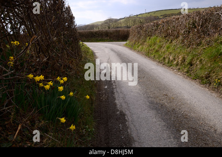 Wilde Narzissen Narcissus Pseudonarcissus, wächst durch ein Land Lane, Wales, Großbritannien Stockfoto