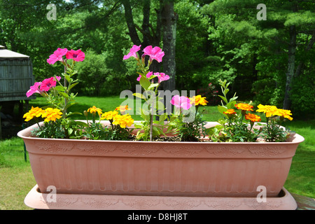 Rosa und gelbe Blumen in einem Blumenkasten Stockfoto