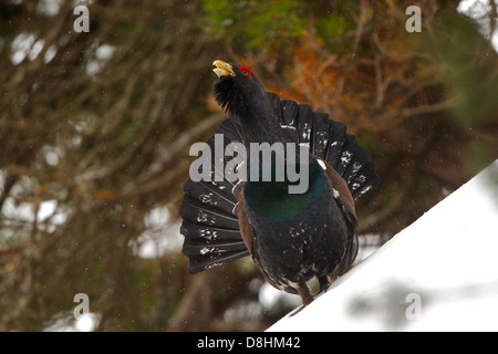 Eine männliche Western Capercaillie (at Urogallus) führt seine Balz Song unter dem Schnee im Aran-Tal, spanischen Pyrenäen. Stockfoto