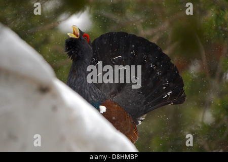 Eine männliche Western Capercaillie (at Urogallus) führt seine Balz Song unter dem Schnee im Aran-Tal, spanischen Pyrenäen. Stockfoto