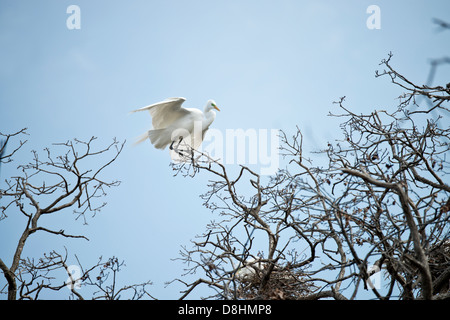 Ein Silberreiher, Ardea alba, Sitzstangen in einem tree top und wacht über seinen Kumpel in einem Nest in einem rookery in Oklahoma City, Oklahoma, USA. Stockfoto