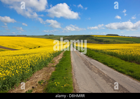 Eine bunte englische Landschaft mit einer Landstraße durch die Yorkshire Wolds im Frühling mit gelben Raps Blumenwiesen. Stockfoto