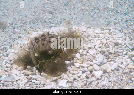 Grauer Lippfisch (Symphodus Cinereus) auf dem Nest, Schwarzes Meer Stockfoto