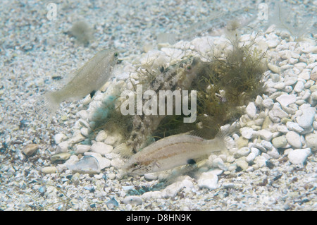 Grauer Lippfisch (Symphodus Cinereus) auf dem Nest, Schwarzes Meer Stockfoto