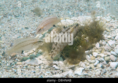 Grauer Lippfisch (Symphodus Cinereus) auf dem Nest, Schwarzes Meer Stockfoto