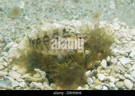 Grauer Lippfisch (Symphodus Cinereus) auf dem Nest, Schwarzes Meer Stockfoto