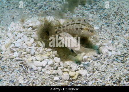 Grauer Lippfisch (Symphodus Cinereus) auf dem Nest, Schwarzes Meer Stockfoto