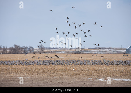 Kraniche landen in einem abgeernteten Maisfeld. Stockfoto